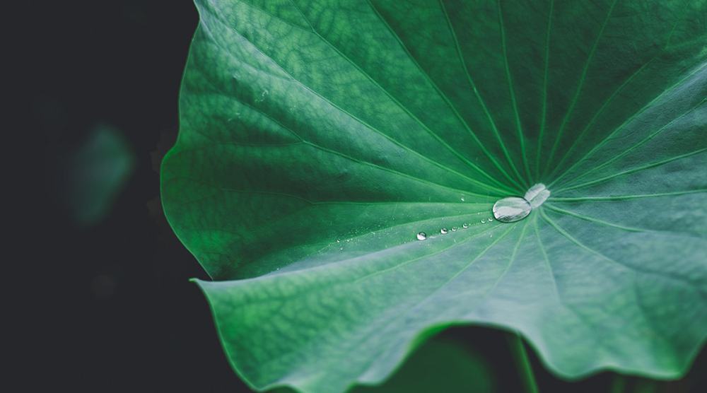 今日處暑|暑氣漸退秋風起 安全用氣正當時